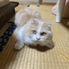 あぐりっぱ