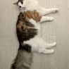 ビビ