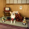 コーギーりんちゃん