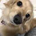 4歳の女の子です。とても人懐こく甘えん坊です。