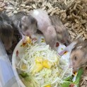 ハムスターのベビー