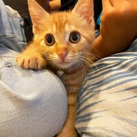 むぎ