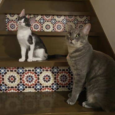 ジャブの写真