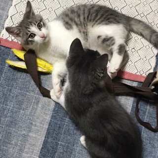 保護されたお家の子になりました。