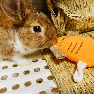 うさぎ　おとこのこ