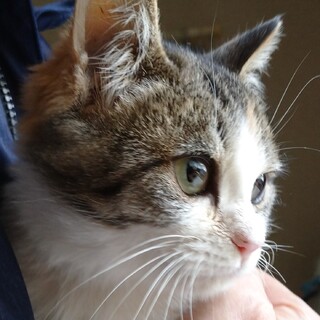 かわいいミケにゃんです。