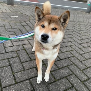 「こうめ」女の子