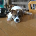 元気いっぱいな女の子です