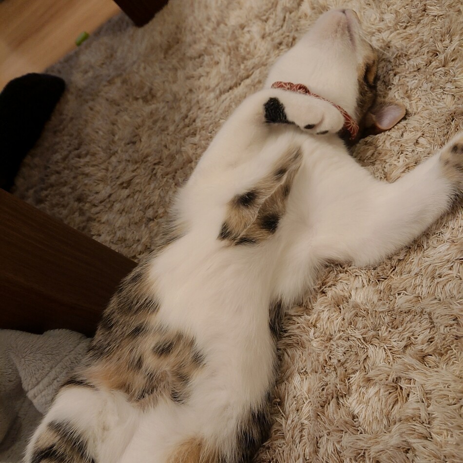 ムギのカバー写真