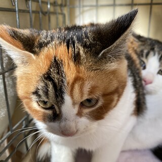 三毛猫こゆきちゃん