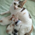 11/11生まれ、雑種3兄弟