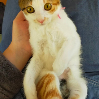 お目めパッチリな〔すずね〕ちゃん人馴れしてます
