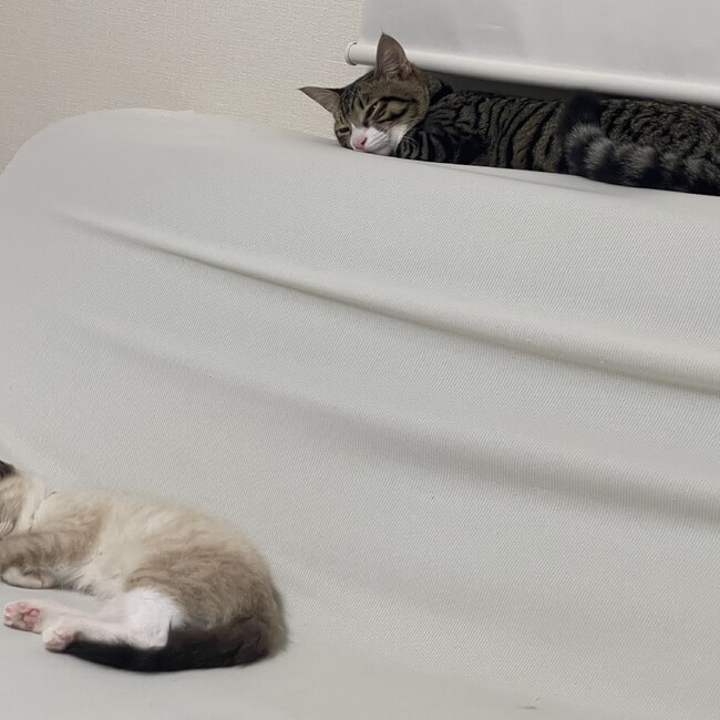はねのカバー写真