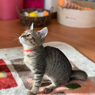 元気いっぱい活発な「ムギちゃん」