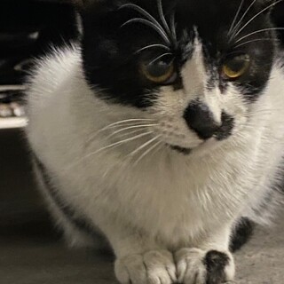 おてんばなハチワレの女の子❗️