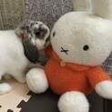 うさぎ ♂ 5歳