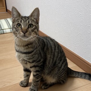 甘えん坊のキジトラとらまる【りんご猫】