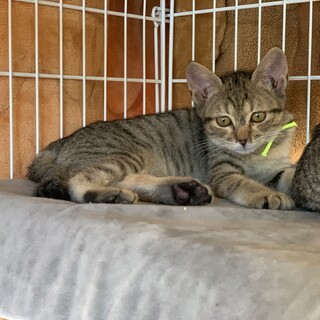 落ち着いた女の子「きなちゃん」