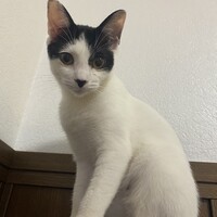はな