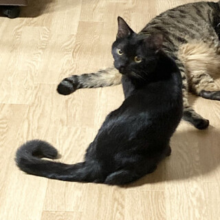 ★可愛い★生後６か月の黒猫おとなしく艶々毛並！