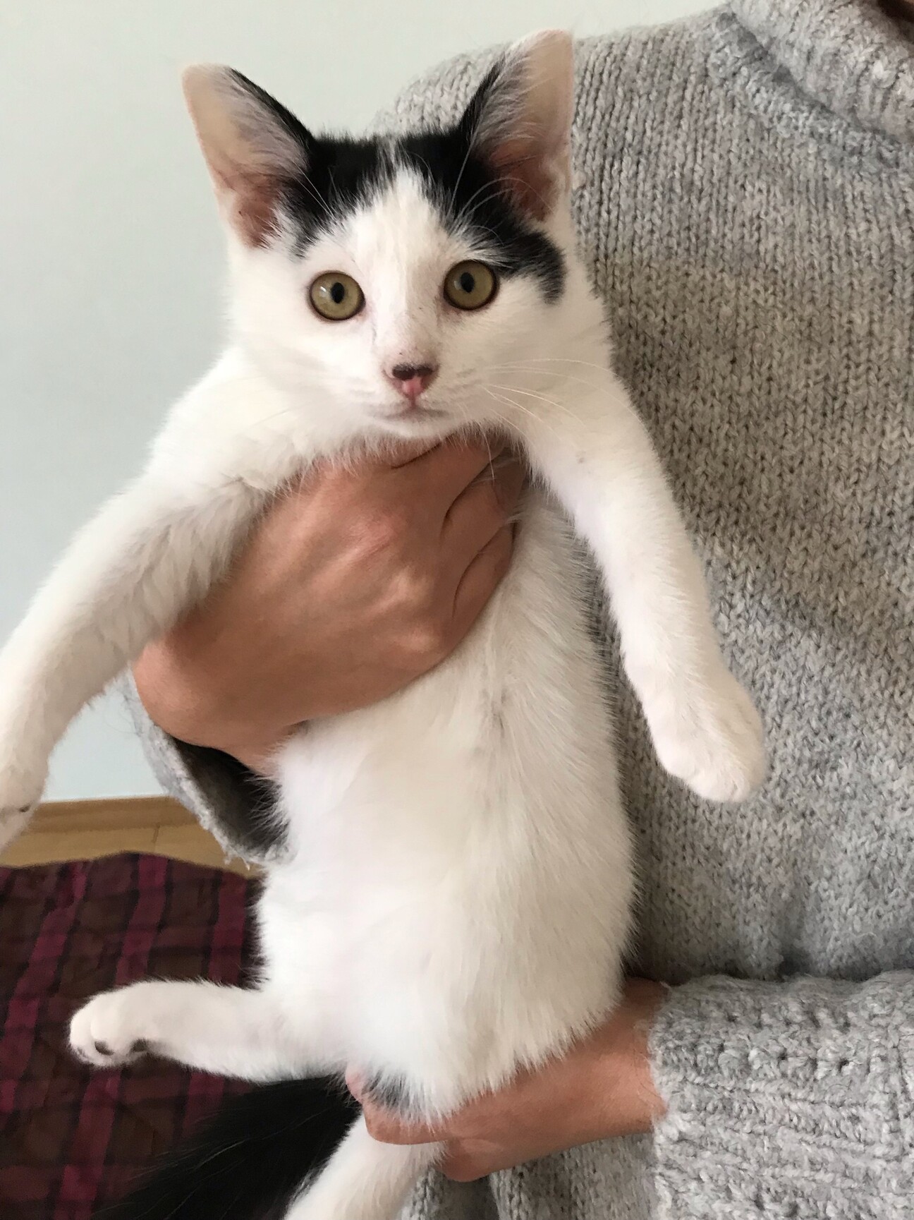 牛柄猫ちゃん 約三 四ヶ月 愛知県 猫の里親募集 ペットのおうち 月間利用者150万人