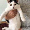牛柄猫ちゃん☆約三～四ヶ月