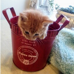 ねこの幸せさがし　譲渡会 サムネイル2