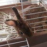 ミニうさぎ♀7ヶ月 サムネイル2