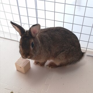 ミニうさぎ♀7ヶ月