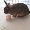 ミニうさぎ♀7ヶ月 サムネイル3