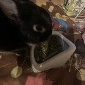 ネザー♂一歳半