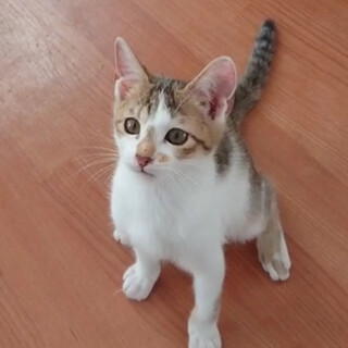 元気いっぱいな男の子「まめくん」
