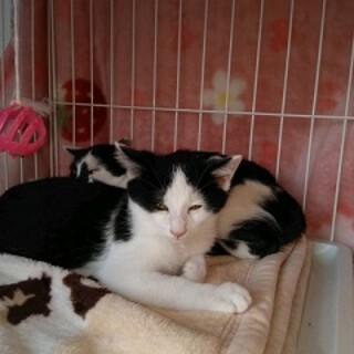 黒白八割れ のぞみくん