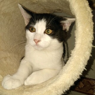 黒白八割れ たまお君