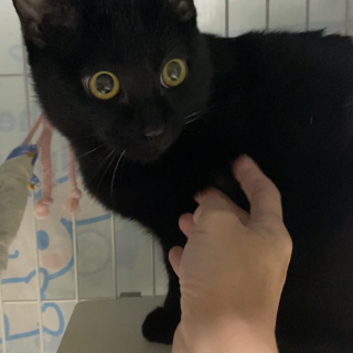 人馴れ抜群の黒猫君♡美形です