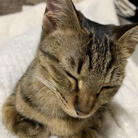 むぎ