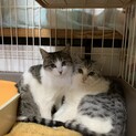 お目目ぱっちり美猫姉妹♡♡