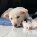 動画有りクリーム色のかわいい子