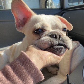 とびきり甘えん坊「フレブル・にーな」