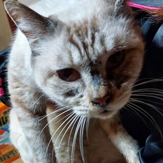 大至急！人が大好き『ハムちゃん』♪