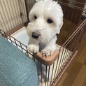 育てて頂ける方お願いします。