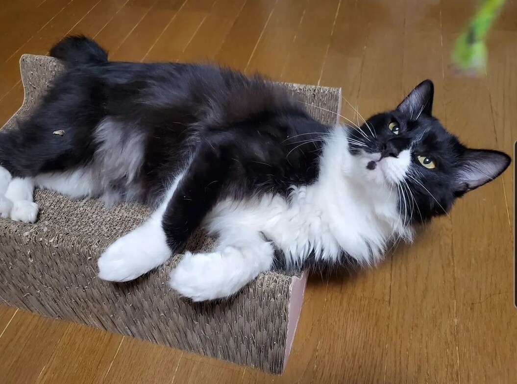 メインクーン系mix B 東京都 猫の里親募集 ペットのおうち 月間利用者150万人