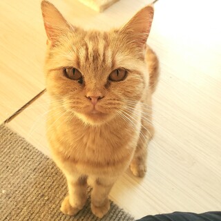 ちょっぴり鼻ペチャが可愛い！パセリちゃん