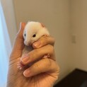 ゴールデンハムスター（ホワイト）男の子