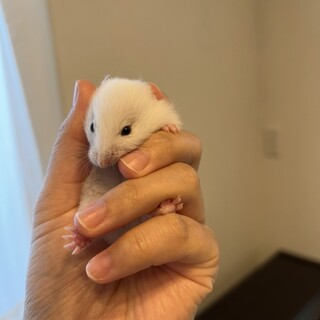 ゴールデンハムスター（ホワイト）男の子