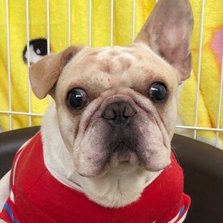 ☆さんたくん☆里親さま決定☆