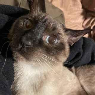 2歳7ヶ月の男の子　