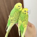 セキセイインコのペア二羽