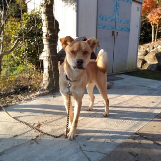 一歳半★優しいお顔のころくん（県外可）