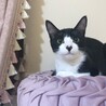 黒白mix♥♡甘えん坊ベタ慣れのねねちゃん サムネイル3